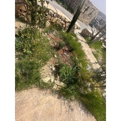 Medicinal Healing Garden