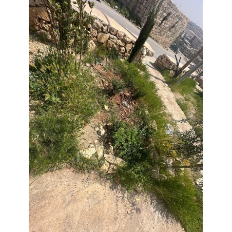 Medicinal Healing Garden