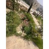 Medicinal Healing Garden
