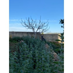 Zaatar Garden