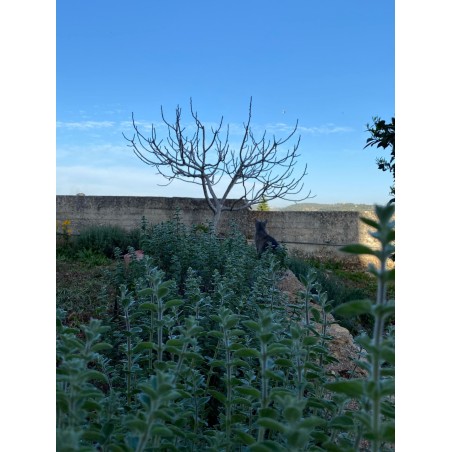 Zaatar Garden