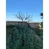 Zaatar Garden